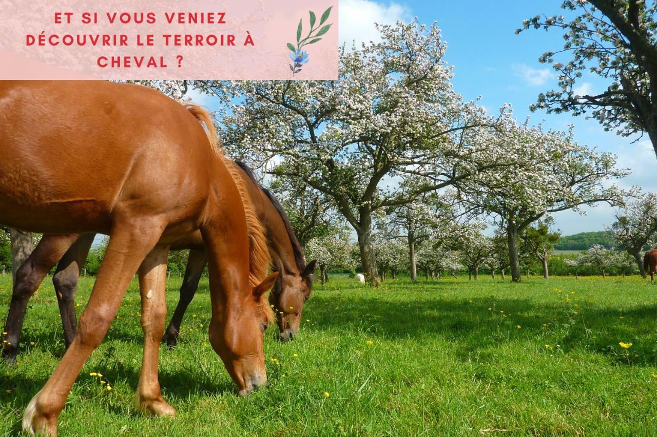 Suite Jungle - Jardin, Netflix Et Parking - Le Manoir Aux Pommes Orbec Kültér fotó